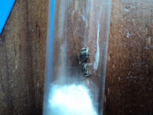 [Formica] Gyne recuperée entre un champs de maïs et une forêt, Photo gyne.jpg