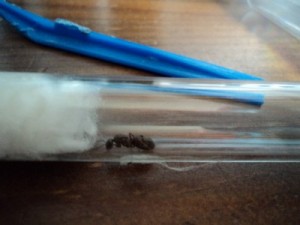 [Formica] Gyne recuperée entre un champs de maïs et une forêt, Photo reine.jpg