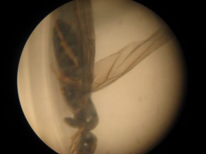 Gyne recupérée dans la clairière d'une forêt, 451.JPG