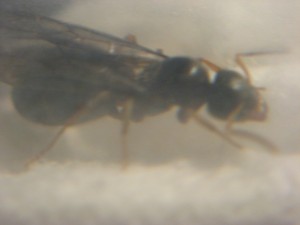 Gyne recupérée dans la clairière d'une forêt, 461.JPG