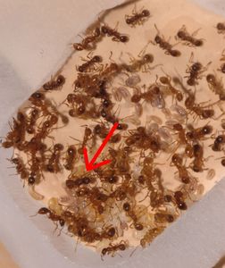 [Q/R Blog] Lasius niger, emarginatus, Myrmica Ruginodis et Messor barbarus by Titam, DSC_1749.jpg