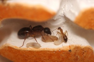 avant-hier, Les Camponotus de funkyben