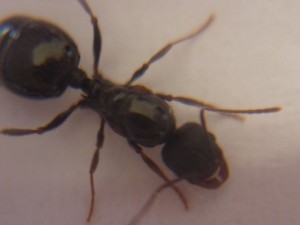 [Aphaenogaster] Reine à identifier...., P1010992.JPG