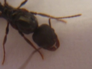 [Aphaenogaster] Reine à identifier...., P1010993.JPG