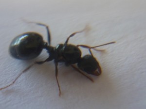 [Aphaenogaster] Reine à identifier...., P1010994.JPG