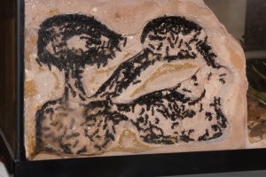 Camponotus vagus, Les Camponotus de funkyben