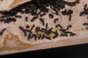 Les Camponotus de funkyben, DSC02181.JPG