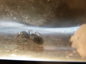 [Serviformica] Identification belle gyne noire, Dessus.jpg