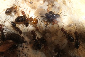 Les Camponotus de funkyben, DSC02430.JPG