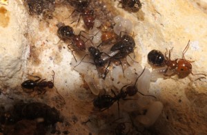 Les Camponotus de funkyben, DSC02437.JPG