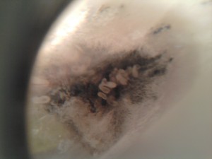 [Blog] Tetramorium caespitum de dynamit, 2011-07-10 23.19.59.jpg