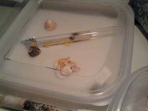 [Blog] Tetramorium caespitum de dynamit, 2011-07-11 12.17.34.jpg