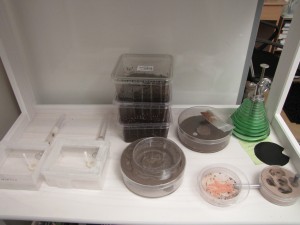 Vos "laboratoires", vos installations d'élevage..., IMG_0418.JPG