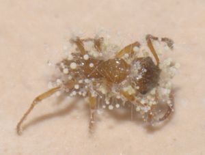 [Blog] Lasius niger, emarginatus, Myrmica Ruginodis et Messor barbarus by Titam, cata.jpg