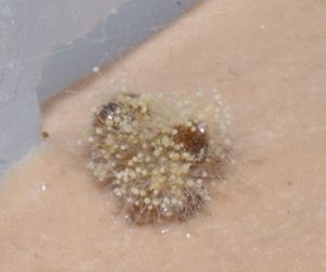 [Blog] Lasius niger, emarginatus, Myrmica Ruginodis et Messor barbarus by Titam, DSC_1817.jpg