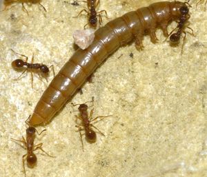 [Blog] Lasius niger, emarginatus, Myrmica Ruginodis et Messor barbarus by Titam, DSC_1815.jpg