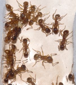 [Blog] Lasius niger, emarginatus, Myrmica Ruginodis et Messor barbarus by Titam, DSC_1818.jpg