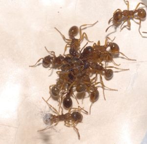 [Blog] Lasius niger, emarginatus, Myrmica Ruginodis et Messor barbarus by Titam, DSC_1820.jpg