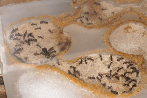 Camponotus sp, [Blog] Camponotus africaines, sanctus et sp d'Afrique de l'est