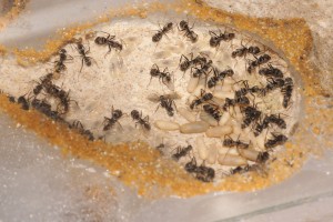 [Blog] Camponotus africaines, sanctus et sp d'Afrique de l'est, DSC02602.JPG