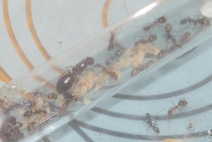 [Blog] Camponotus festinatus, Casylvaticus1.JPG