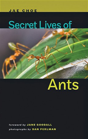 Livre "Secret Lives of Ants" de Jae Choe, 2012