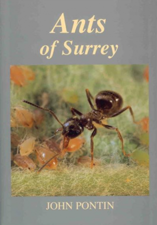 Ants of Surrey
