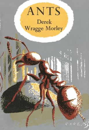 Ants