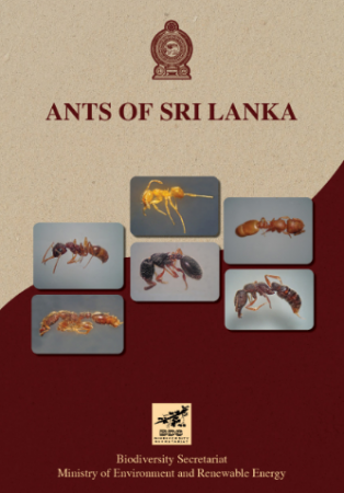 Ants of Sri-Lanka