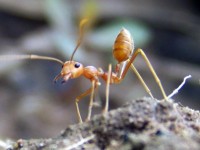  Oecophylla sp du Laos ( fourmis tisserande )