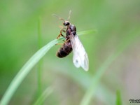 Lasius cf lasioides