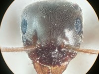 Ouvrière Lasius niger récoltée en 2025 en France (Hattigny, Moselle, France).
