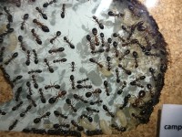 Moyennes et grosses larves Camponotus alii