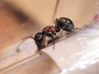 Camponotus cf. xiangban