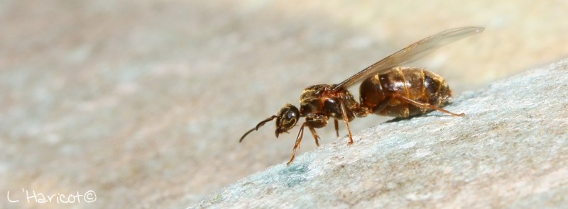 Princesse Lasius sp. avant envol.