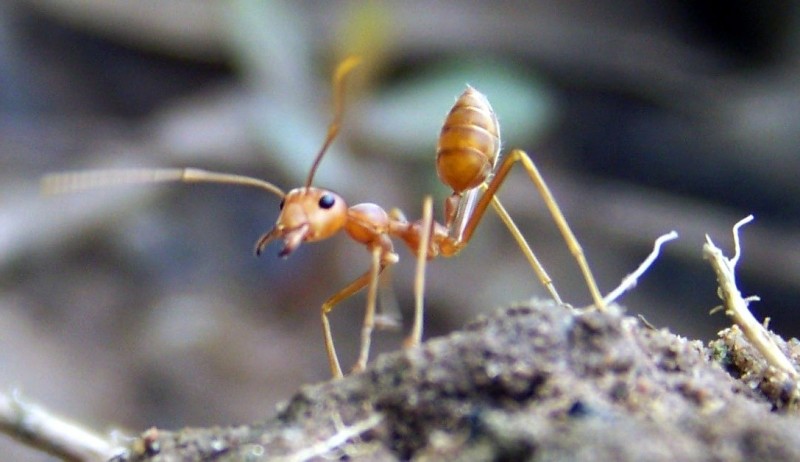  Oecophylla sp du Laos ( fourmis tisserande )