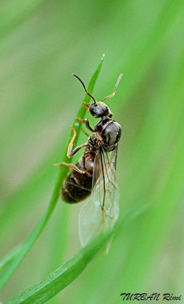 Lasius cf lasioides