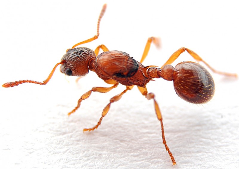 Myrmica sp.