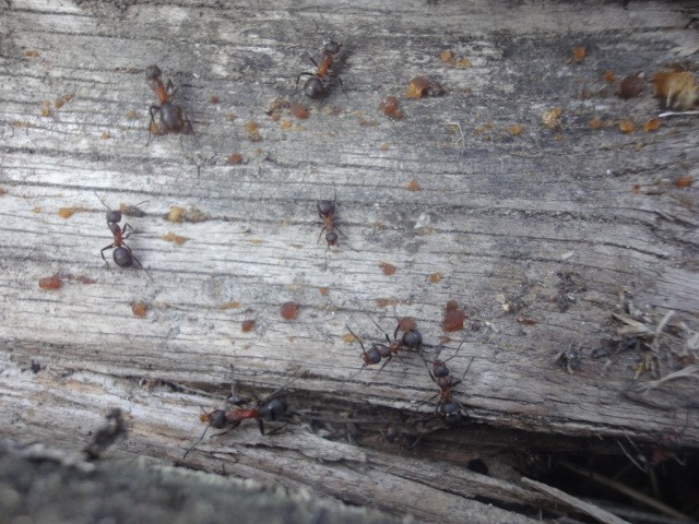 Colone de Formica sp. au marais de séné.