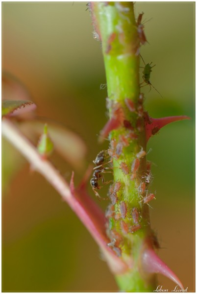 Lasius sp &amp; pucerons sur rosier [1]