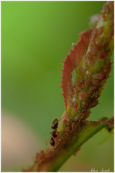 Lasius sp &amp; pucerons sur rosier [3]