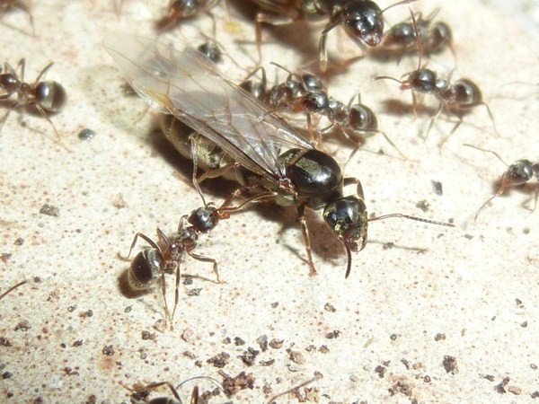 Gyne Lasius sp. avant essaimage