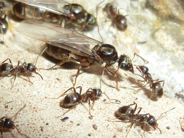 Gyne Lasius sp. avant un essaimage