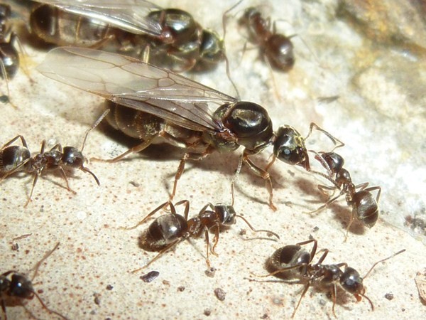 Gyne Lasius sp. avant un essaimage