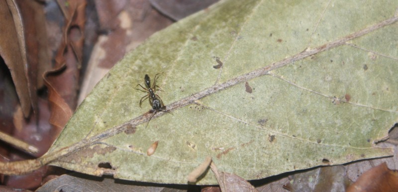 Odontomachus sp. Pérou