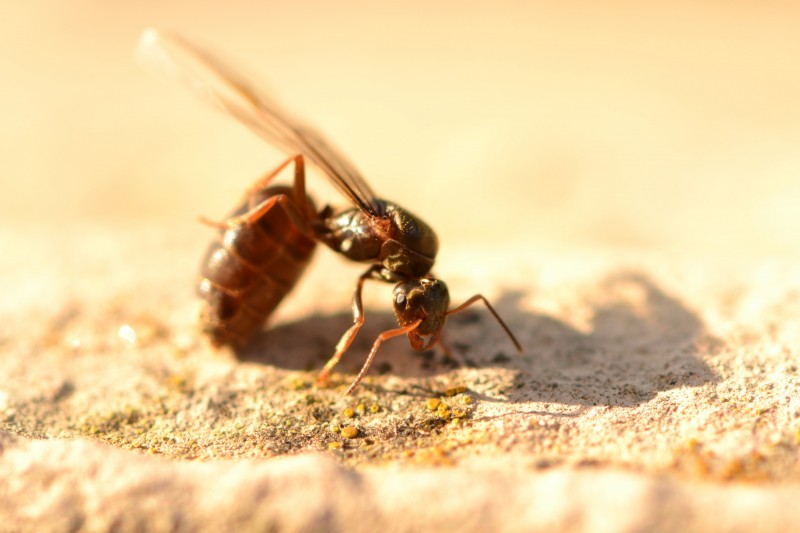 Gyne Lasius sp.