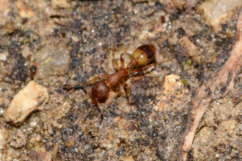 Temnothorax sp