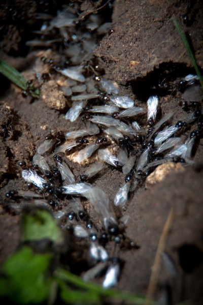 Mâles Lasius sp. noire