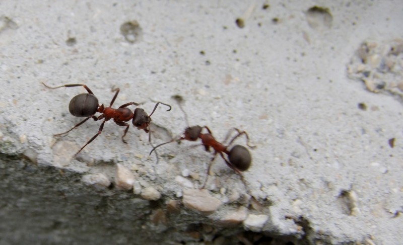 Formica sp. Sommand