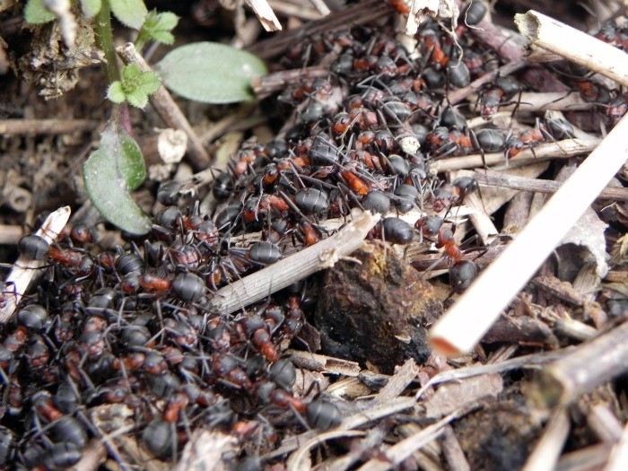 Agglomérat de Formica gr. rufa devant l&#039;entrée de leur dôme